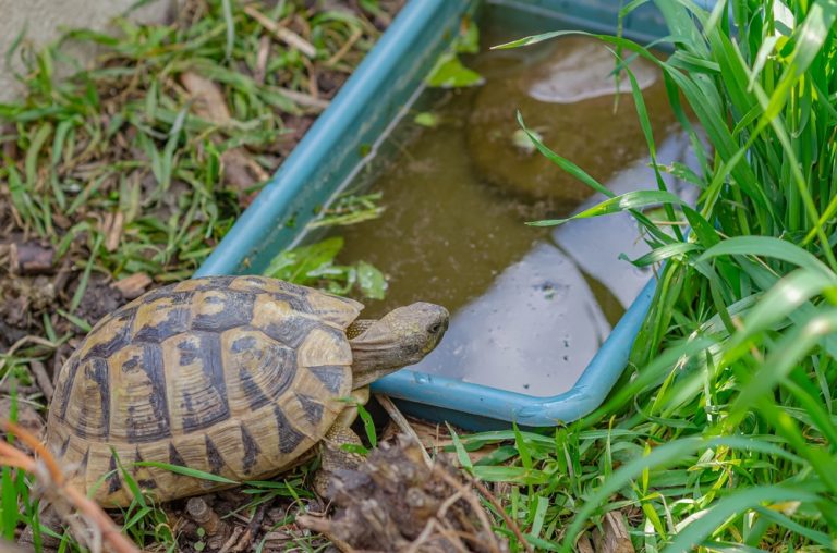 Crafting a Home for Greek Tortoises: Habitat Design and Care